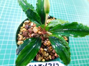 ◎1845TN312　 (自家栽培）水草　ブセファランドラ　Bucephalandra sp. Pina①