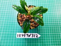 ◎1845TN312　 (自家栽培）水草　ブセファランドラ　Bucephalandra sp. Pina①_画像2