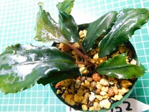 ◎1838TN152　 (自家栽培）水草　ブセファランドラ　Bucephalandra sp. Theia Black①