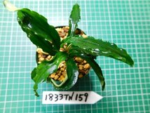 ◎1833TN159　 (自家栽培）水草　ブセファランドラ　Bucephalandra sp. ジャイアンベルベット②_画像2