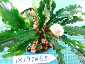 *1829TN65 ( собственный культивирование ) водоросли bsefa Land laBucephalandra sp. from Bukit Kelam AZ рейс 