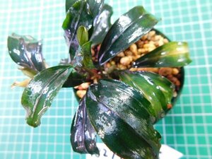 ◎1827TN175　 (自家栽培）水草　ブセファランドラ　Bucephalandra sp. Red Blade レッドブレイド①