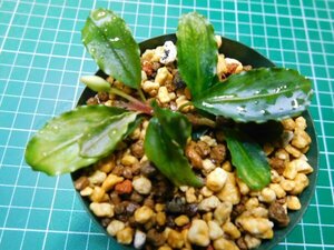 ◎1828TN96　 (自家栽培）水草　ブセファランドラ　Bucephalandra sp.　シルバーパウダー