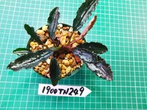 ◎1900TN249　 (自家栽培）水草　ブセファランドラ　Bucephalandra sp. Mini Purple②_画像2
