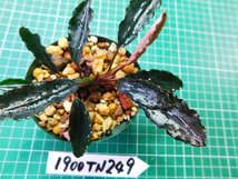 ◎1900TN249　 (自家栽培）水草　ブセファランドラ　Bucephalandra sp. Mini Purple②_画像3