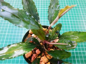 ◎1895TN61　 (自家栽培）水草　ブセファランドラ　Bucephalandra sp. ピクシーV2①