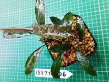 ◎1887TN206　 (自家栽培）水草　ブセファランドラ　Bucephalandra sp. シャインブルーサカン_画像4