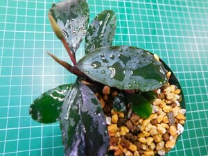 ◎1884TN112　 (自家栽培）水草　ブセファランドラ　Bucephalandra sp. Shine Blue Carpet KN便