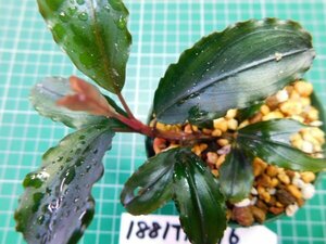 ◎1881TN176　 (自家栽培）水草　ブセファランドラ　Bucephalandra sp. Maia マイヤ①