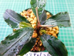 ◎1879TN29　 (自家栽培）水草　ブセファランドラ　Bucephalandra sp. Brownie Blue