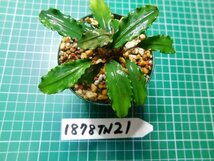 ◎1878TN21　 (自家栽培）水草　ブセファランドラ　Bucephalandra sp. Maitai_画像2