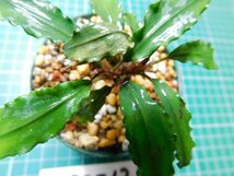 ◎1878TN21　 (自家栽培）水草　ブセファランドラ　Bucephalandra sp. Maitai_画像1