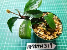 ◎1876TN319　 (自家栽培）水草　ブセファランドラ　Bucephalandra sp. Shine Bluecarpet Kn便_画像3