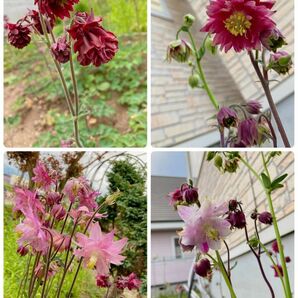 西洋オダマキ 花の種 200粒