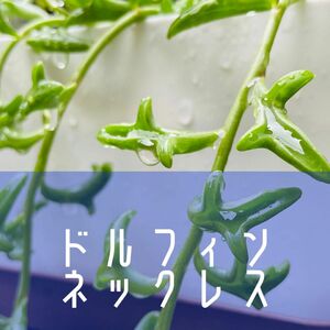 多肉植物ドルフィンネックレス(抜き苗を4本)