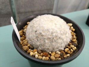 サボテン 多肉植物 マミラリア 実生　白星　扁平