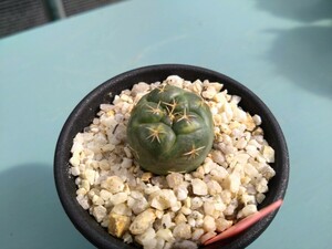 サボテン 多肉植物 コリファンタ　象牙丸　象牙丸錦　カキ仔