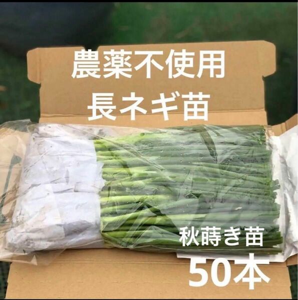 農薬不使用　農家直送　長ネギ苗　50本