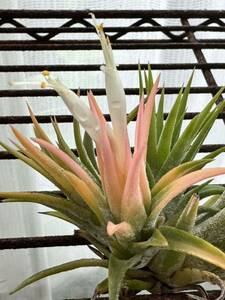 イオナンタ　アルビノ　チランジア　エアプランツ　tillandsia