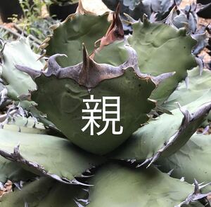 Agave titanota アガベチタノタ イベントで鬼01として出してるもの（多肉植物 観葉植物） 