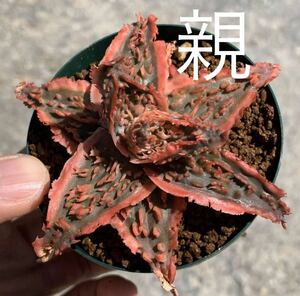 04 Aloe hybアロエ ハイブリッド カキコ 根無し（多肉植物 観葉植物 hybrid）