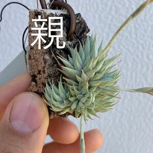 Tillandsia loliacea Ex. Chee Kin ティランジア ロリアセア チーキン（チランジア エアプランツ エアープランツ ブロメリア）