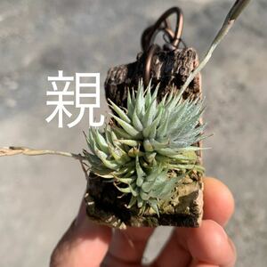 Tillandsia loliacea FE ティランジア ロリアセア 国内ショップ由来（チランジア エアプランツ エアープランツ ブロメリア）