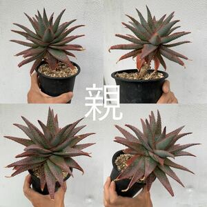 05 Aloe hyb aloe hybrid ( succulent plant decorative plant hybrid)
