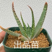 Aloe humlis アロエ 強棘フミリス カキコ（多肉植物 観葉植物）_画像4