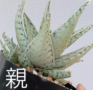 アロエ ハイブリッド K氏 白のっぺりタイプaloe hyb（多肉植物 観葉植物）