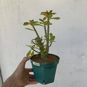 02 Dorstenia gigasドルステニア ギガス 実生（多肉植物 観葉植物 塊根植物 コーデックス ）