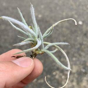 Tillandsia graomogolensisti Ran ji UGG laomogo Len sis( succulent plant decorative plant chi Ran jia air plant brome rear )