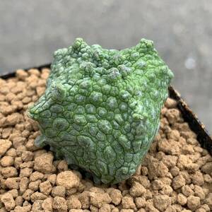 03 Pseudolithos cubiformis プセウドリトス クビフォルミス 実生（多肉植物 観葉植物）