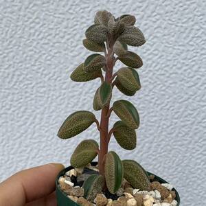 Peperomia maijeri San Marcos ペペロミア マイジェリ 枝差し（多肉植物 観葉植物 塊根植物 コーデックス ）