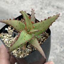 12 Aloe castilloniae hyb アロエ カスティロニアエハイブリッド ノーマルタイプ×強棘タイプ（多肉植物 観葉植物 hybrid）_画像6