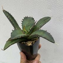 Agave titanota round form アガベ チタノタ ラウンドフォーム 短葉の良いクローン 親画像無し（oteroi オテロイ）_画像1