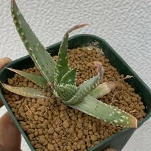 Aloe humlis アロエ 強棘フミリス カキコ（多肉植物 観葉植物）_画像8
