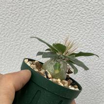 02 Pachypodium namaquanum パキポディウム ナマクアナム 光堂 実生（多肉植物 観葉植物 塊根植物 コーデックス ）_画像4