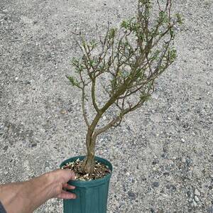 Pachycormus discolor パキコルムス ディスカラー 象の木 実生8年（多肉植物 観葉植物 塊根植物 コーデックス ）