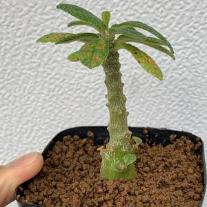 04 Dorstenia gigasドルステニア ギガス 実生（多肉植物 観葉植物 塊根植物 コーデックス ）