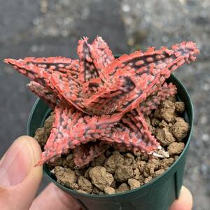 02 Aloe hybアロエ ハイブリッド（多肉植物 観葉植物 hybrid）