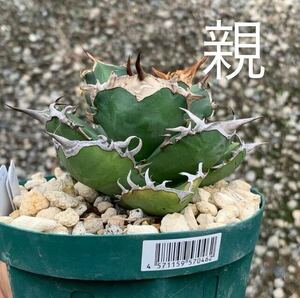 狼牙 タガべ アガベチタノタ agave titanota 初リリース時にイベントで入手したものの孫株 微発根（多肉植物 観葉植物 oteroi オテロイ）