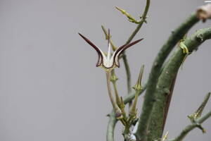 種子　セロぺギア スタンぺリフォルミス 薄曇（Ceropegia stapeliiformis) 我が家での実生 多肉植物　ガガイモ