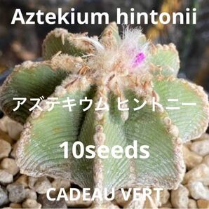 アズテキウム ヒントニー☆Aztekium hintonii種子10粒