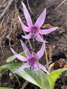 ★ カタクリ　花　★ 球根　2個 送料無料 片栗 ★ 「期間限定」天然 東北産 山野草 かたくり 希少　残りわずか