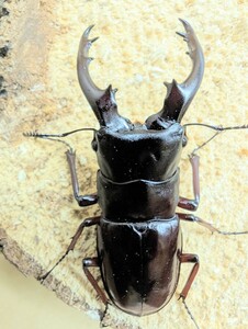 《後食済》ボーリンフタマタ　バミノルム　♂単②