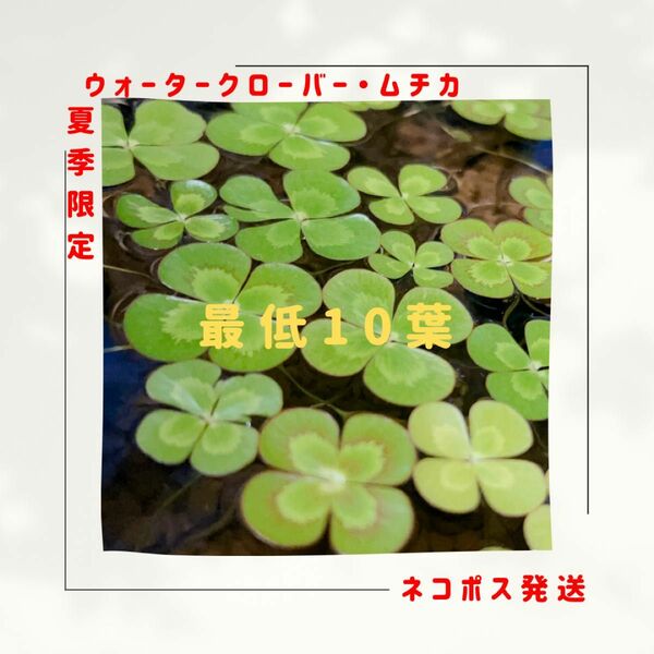 ウォータークローバー・ムチカ☆10葉＋α☆《水草に優しいネコポス発送》