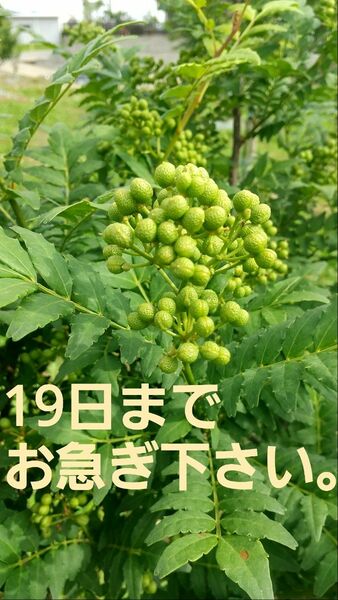 山椒の実19日まで　[あすかの露]