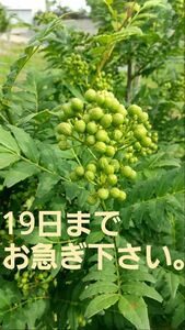 250g　西はりま山椒の実 (房取り)「あすかの露」無農薬、有機栽培