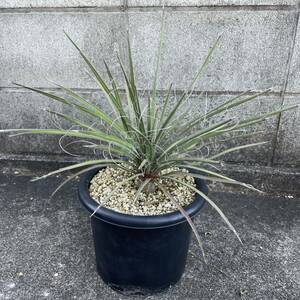 ユッカ デシピエンス Yucca decipiens